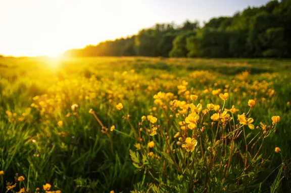 Buttercups in a meadow lit by the low summer sun
