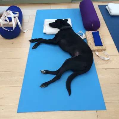 Marley the dog on a yoga mat